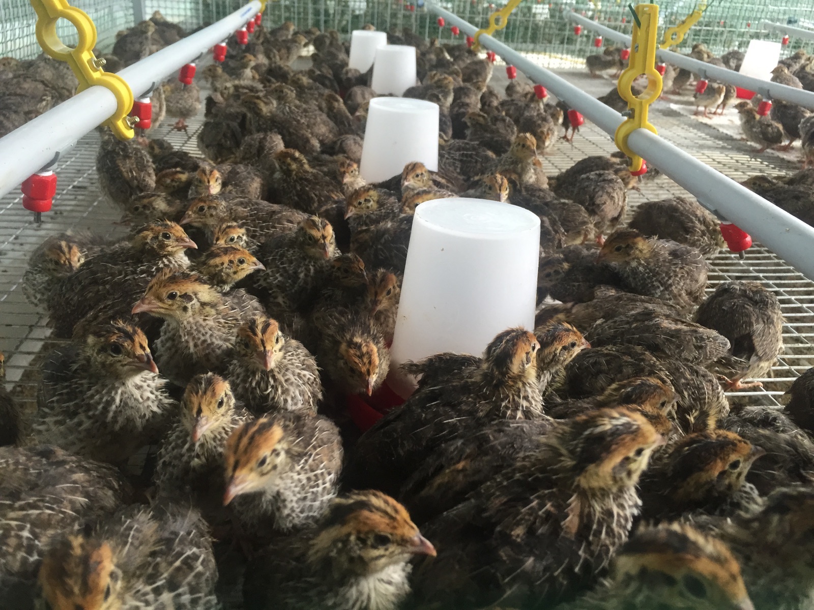 quail-farming-hitting-the-jackpot-financial-tribune